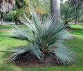 Mazari palm